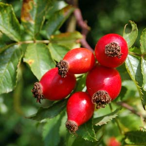 Rose Hip Oil