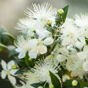 Myrtle Oil