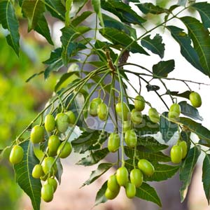 Neem Oil