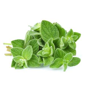 Oregano Oil