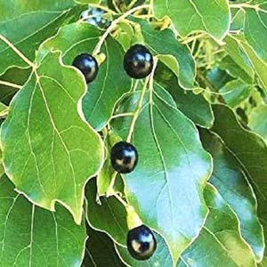 Camphor Oil