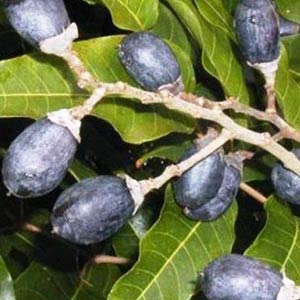 Elemi Oil