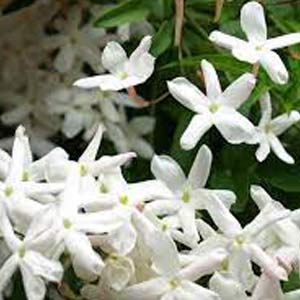 Jasmine Grandiflorum Oil