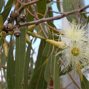 Eucalyptus Oil