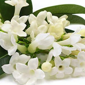 Jasmine Absolute Oil