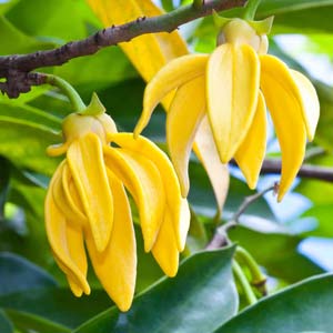 Ylang Ylang Oil