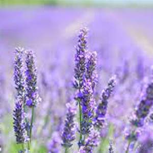 Lavender Spike Oil