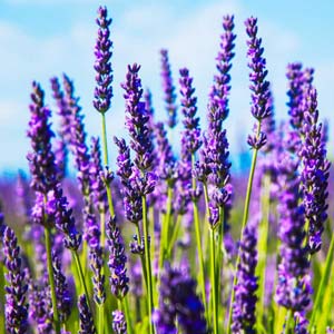 Lavender oil