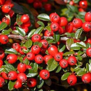 Wintergreen Oil