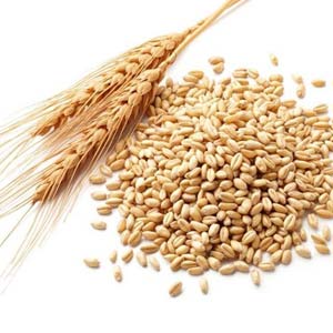 Wheat germ oil