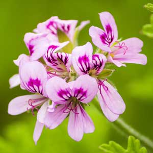 Geranium Bourbon Oil