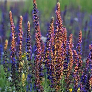 Clary Sage Oil