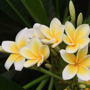 Frangipani Oil