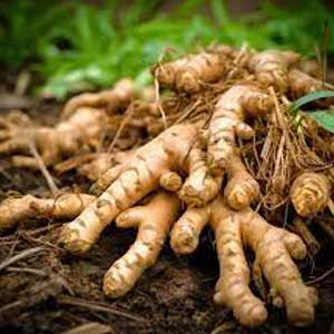 Ginger Root oil