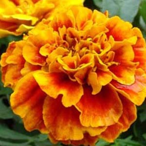 Tagetes oil