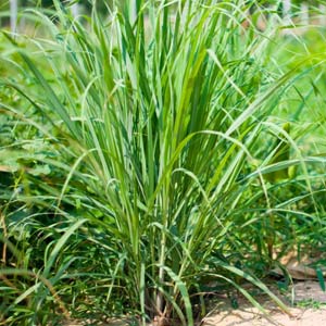 Lemon Grass Oil